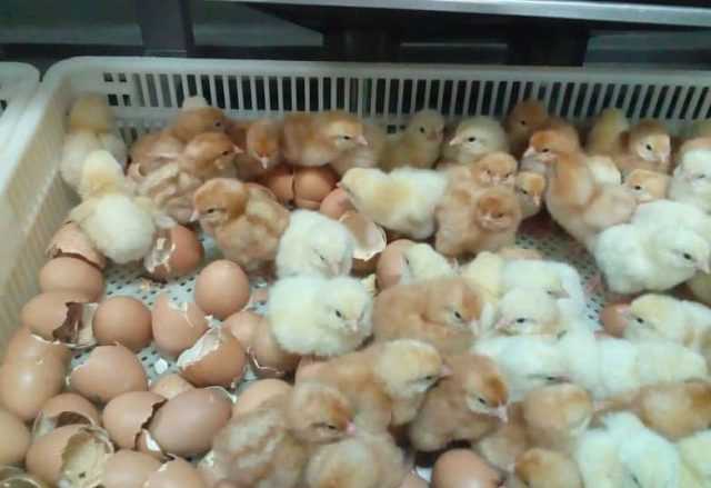 IMG_20181023_102306_160